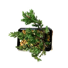 Load image into Gallery viewer, Bonsai, 4in, Juniper in Ceramic Pot
