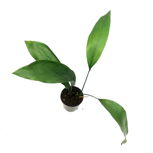 Aspidistra, 4In, Cast Iron