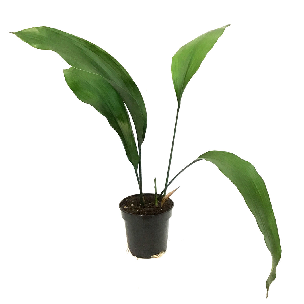 Aspidistra, 4In, Cast Iron