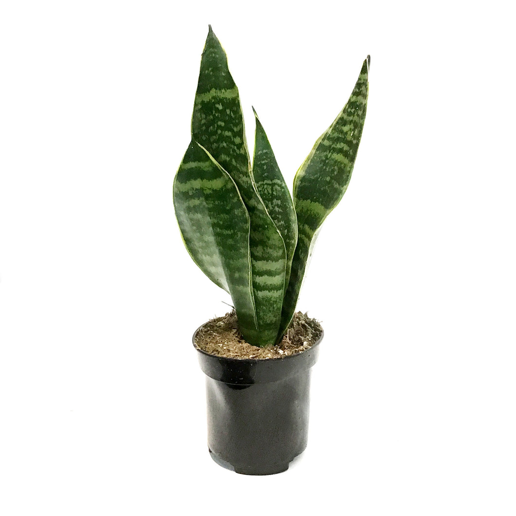 Sansevieria, 4in, Tyler