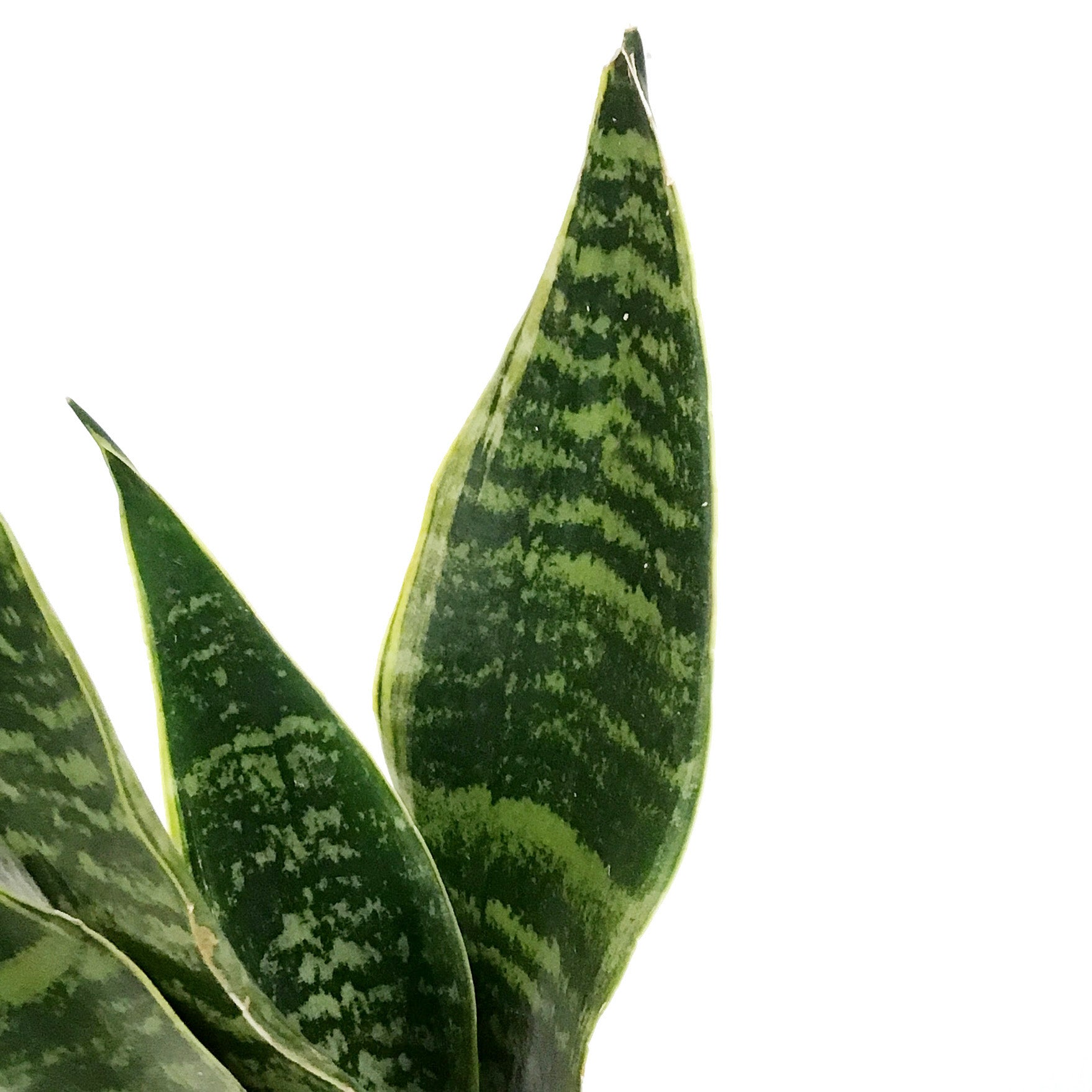 snake plant tyler Sansevieria, 4in, Tyler