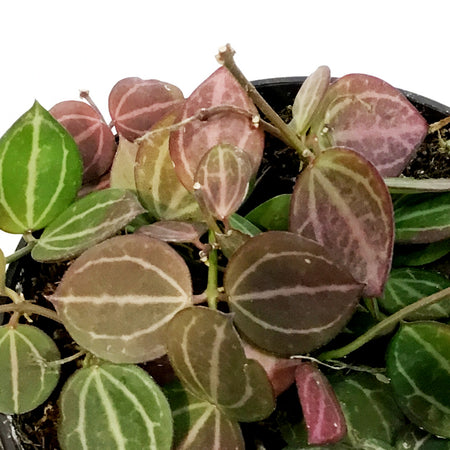 Hoya, 4in, Watermelon