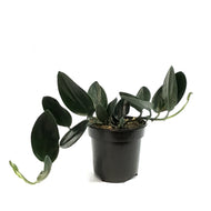 Scindapsus, 4in, Nearly Black