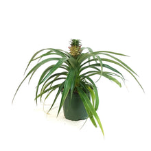 Load image into Gallery viewer, Pineapple, 4in
