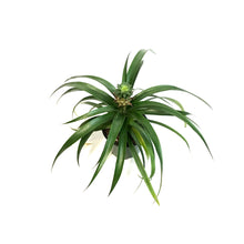 Load image into Gallery viewer, Pineapple, 4in
