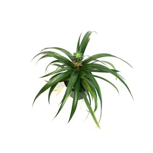 Pineapple, 4in