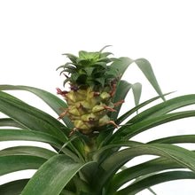 Load image into Gallery viewer, Pineapple, 4in
