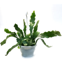 Load image into Gallery viewer, Cactus, 7.5in, Beaver Tail, HB
