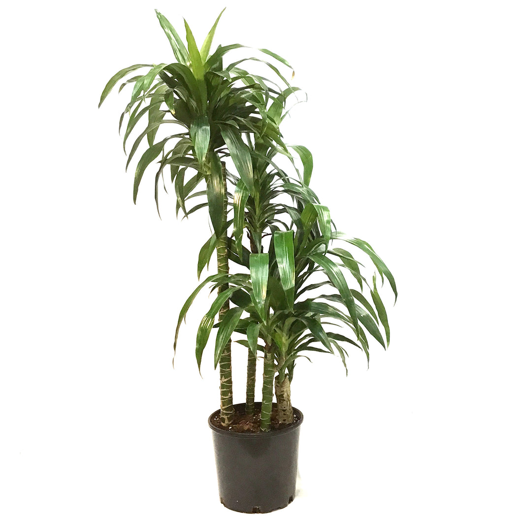 Dracaena, 10in, Hawaiian Emerald Cane