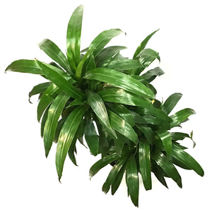 Dracaena, 10in, Hawaiian Emerald Cane