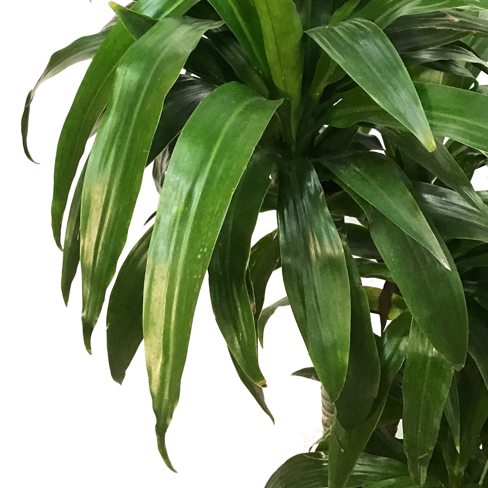 dracaena emerald Dracaena, 10in, Hawaiian Emerald Cane