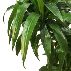 Dracaena, 10in, Hawaiian Emerald Cane