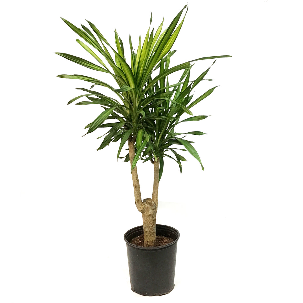 Dracaena, 10in, Rikki  Stump