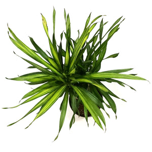 Dracaena, 10in, Rikki  Stump