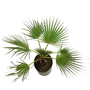 Palm, 10in, Mexican Fan