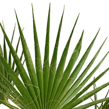 Load image into Gallery viewer, Palm, 10in, Mexican Fan
