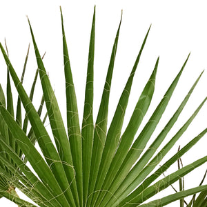 Palm, 10in, Mexican Fan