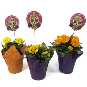 Marigold, 4in, Cinco De Mayo w/ Pot Cover