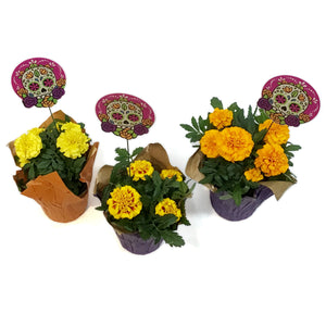 Marigold, 4in, Cinco De Mayo w/ Pot Cover