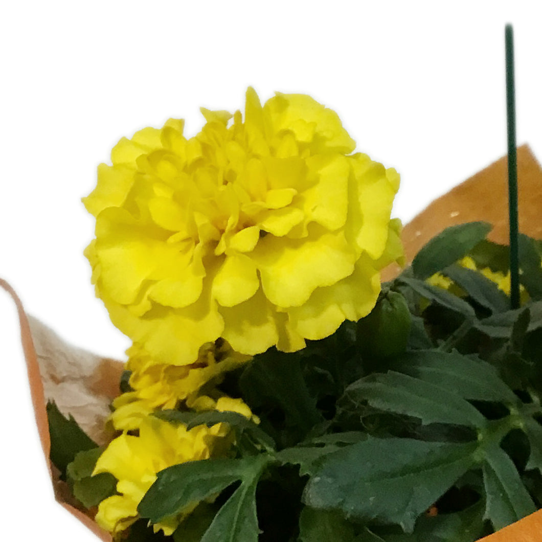 Marigold, 4in, Cinco De Mayo w/ Pot Cover