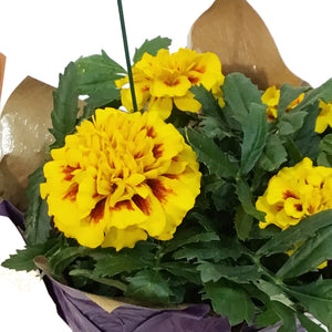 Marigold, 4in, Cinco De Mayo w/ Pot Cover