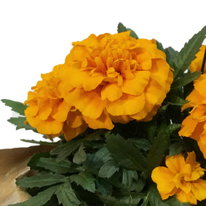 Marigold, 4in, Cinco De Mayo w/ Pot Cover