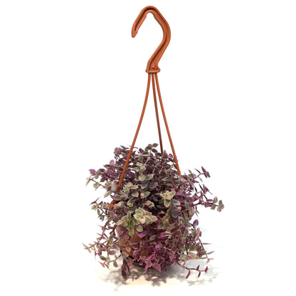 Callisia, 4.5in Hanging Basket, Pink Lady