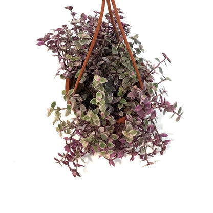 Callisia, 4.5in Hanging Basket, Pink Lady