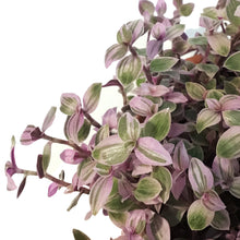 Load image into Gallery viewer, Callisia, 4.5in Hanging Basket, Pink Lady
