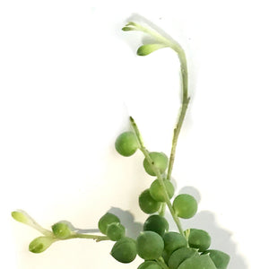 String of Pearls Var, 4in HB, Senecio Rowleyanus