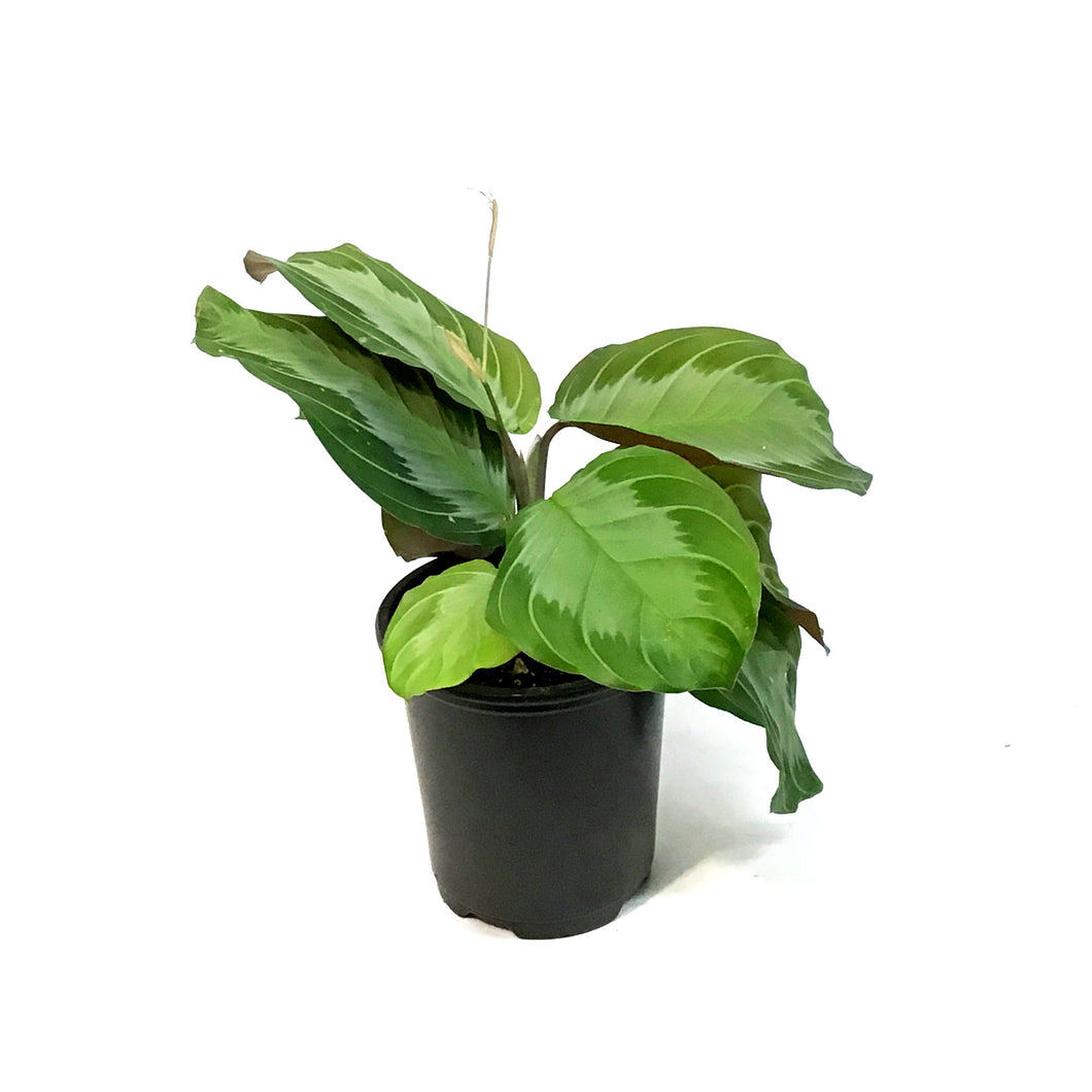 Maranta, 3.5in, Silver Band