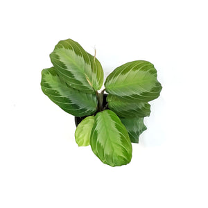 Maranta, 3.5in, Silver Band