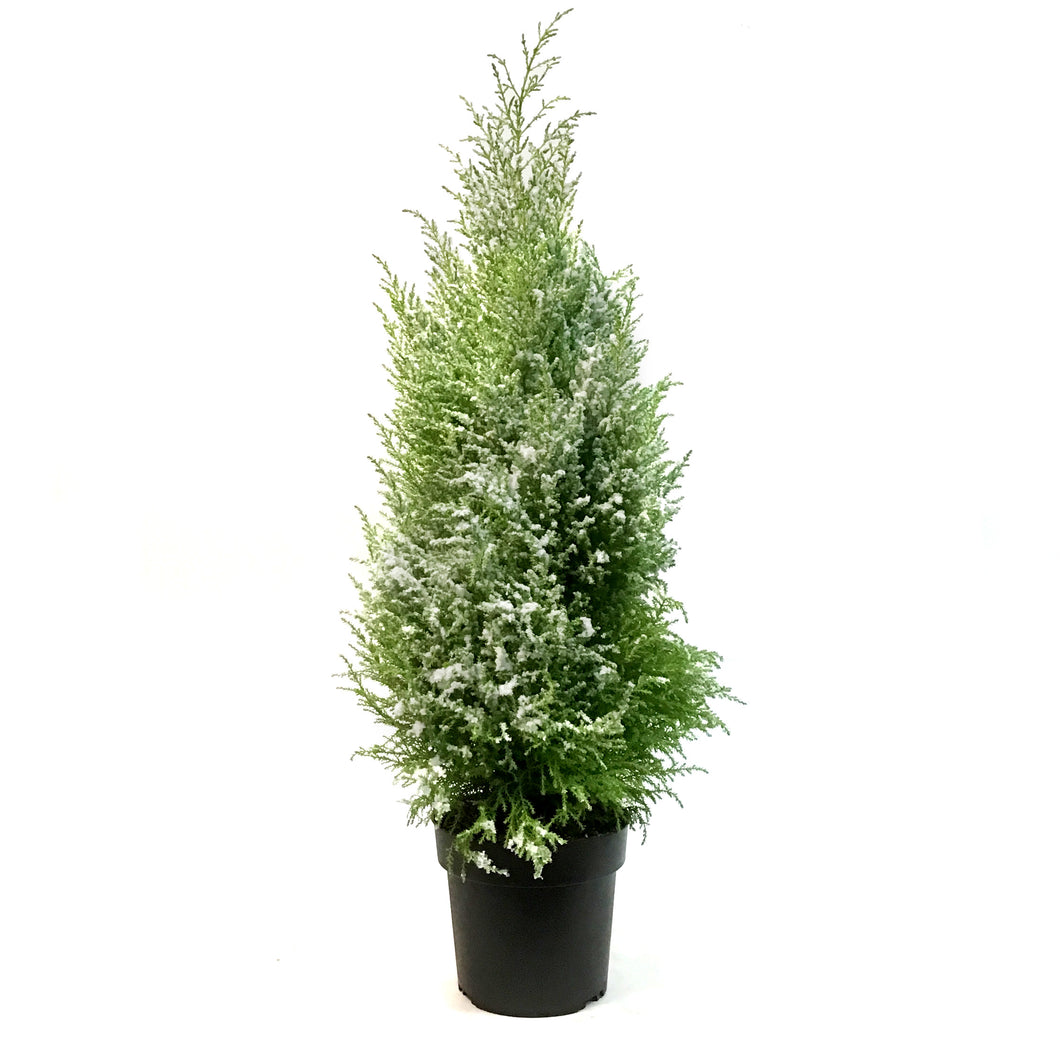 Cypress, 7in, Lemon Flocked