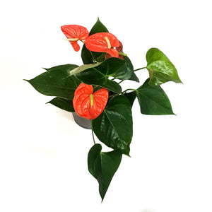 Anthurium, 6in, Orange, Atlas