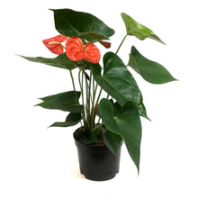 Load image into Gallery viewer, Anthurium, 6in, Orange, Atlas
