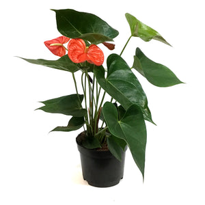 Anthurium, 6in, Orange, Atlas