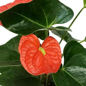 Anthurium, 6in, Orange, Atlas