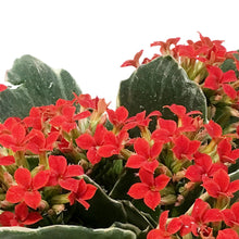 Load image into Gallery viewer, Kalanchoe, 4in, Kandy Kane
