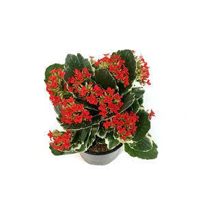 Kalanchoe, 4in, Kandy Kane