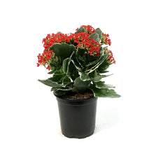 Load image into Gallery viewer, Kalanchoe, 4in, Kandy Kane
