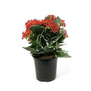 Kalanchoe, 4in, Kandy Kane