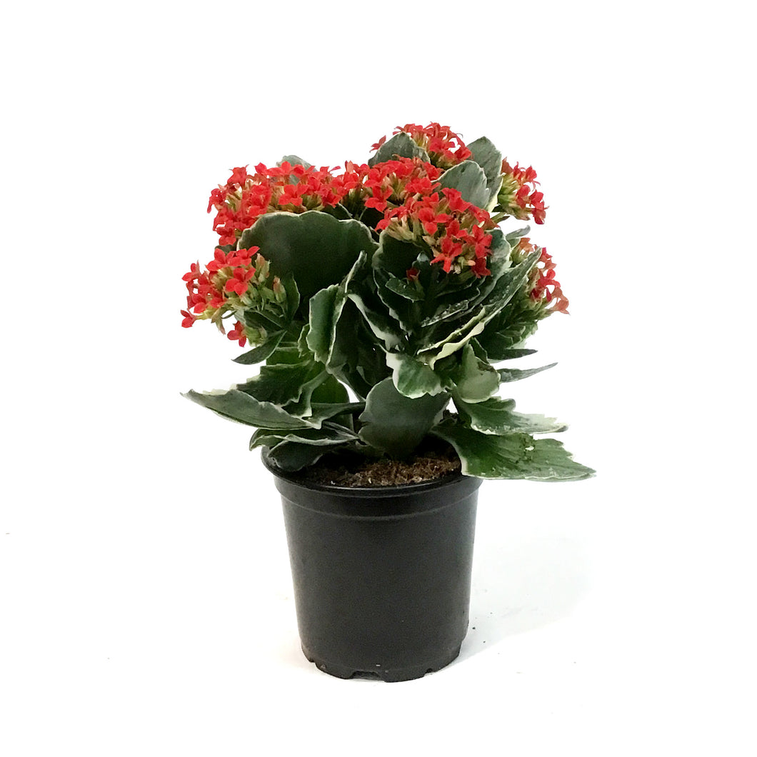 Kalanchoe, 4in, Kandy Kane