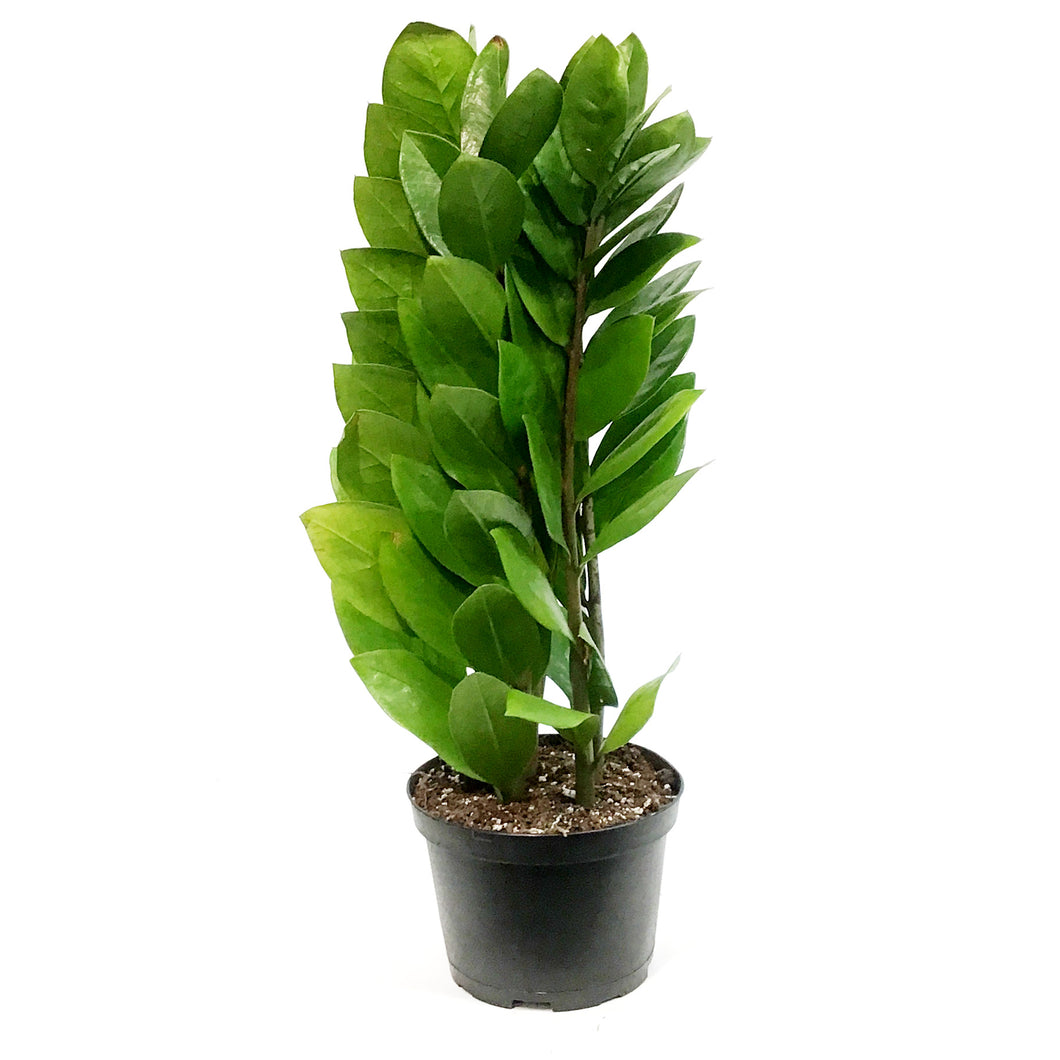 nova star zz plant ZZ Plant, 6in, Green Nova Star – Floral Acres Greenhouse & Garden Centre