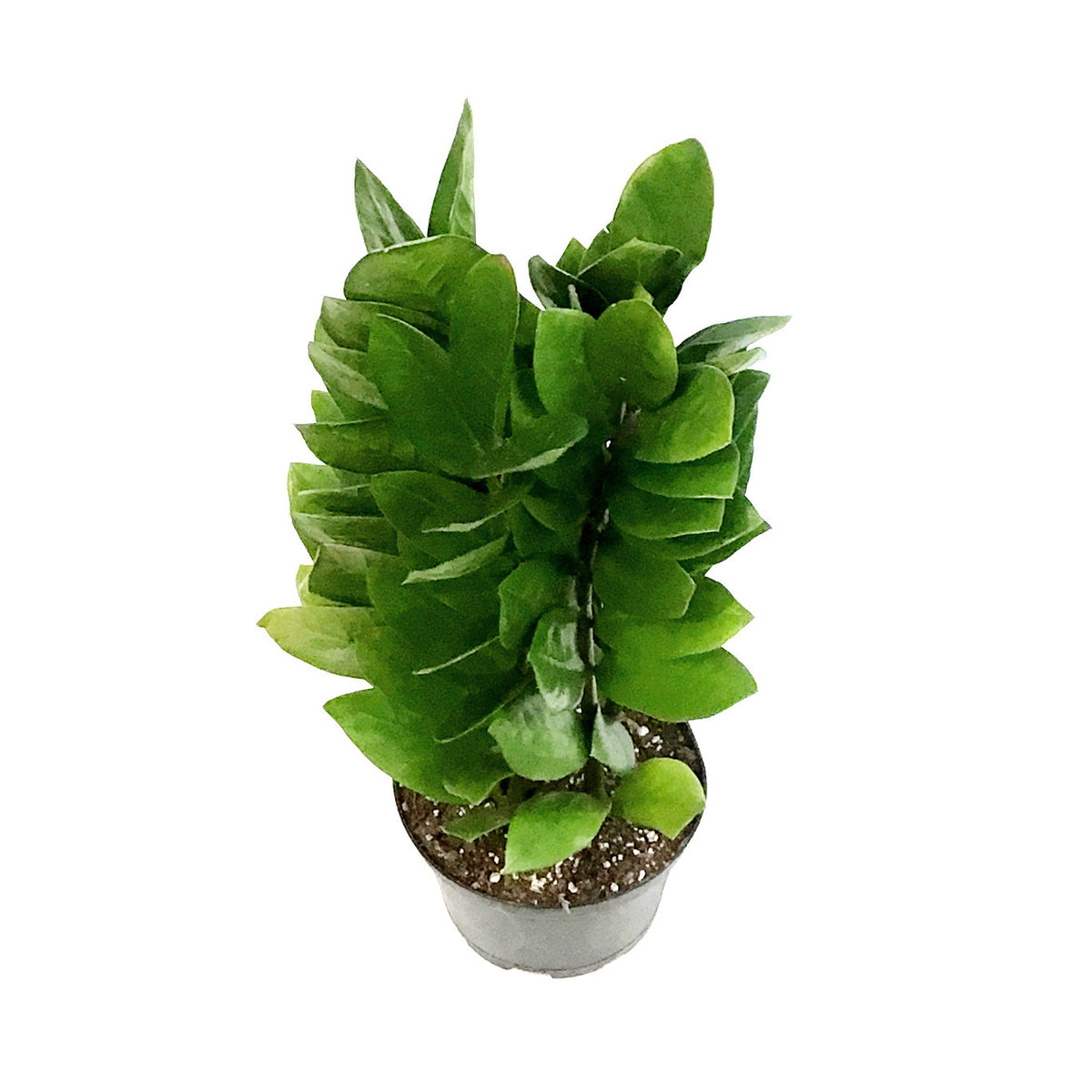 ZZ Plant, 6in, Green Nova Star