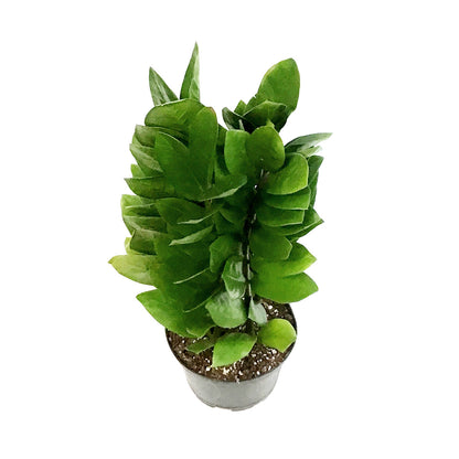 ZZ Plant, 6in, Green Nova Star