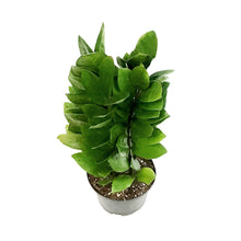 Load image into Gallery viewer, ZZ Plant, 6in, Green Nova Star
