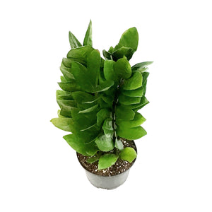 ZZ Plant, 6in, Green Nova Star