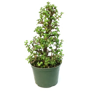 Bonsai, 6in, Jade Tree Christmas Tree Shaped