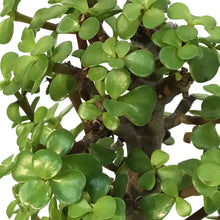 Load image into Gallery viewer, Bonsai, 6in, Jade Tree Christmas Tree Shaped
