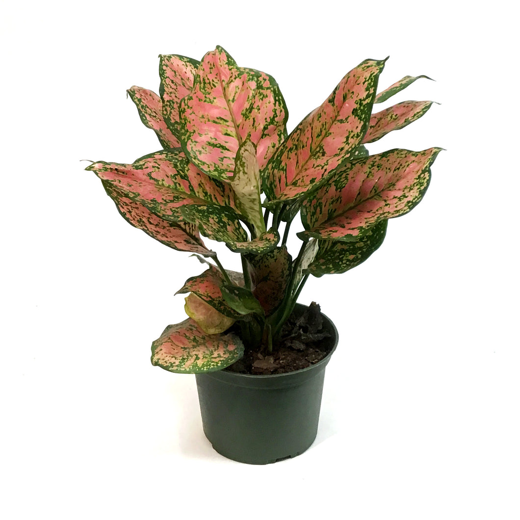 Aglaonema, 6in, Red Valentine